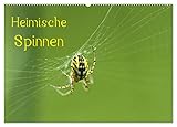 Heimische Spinnen (Wandkalender 2026 DIN A2 quer), CALVENDO Monatskalender: Monatskalender mit Fotos heimischer Spinnen (CALVENDO Tiere)