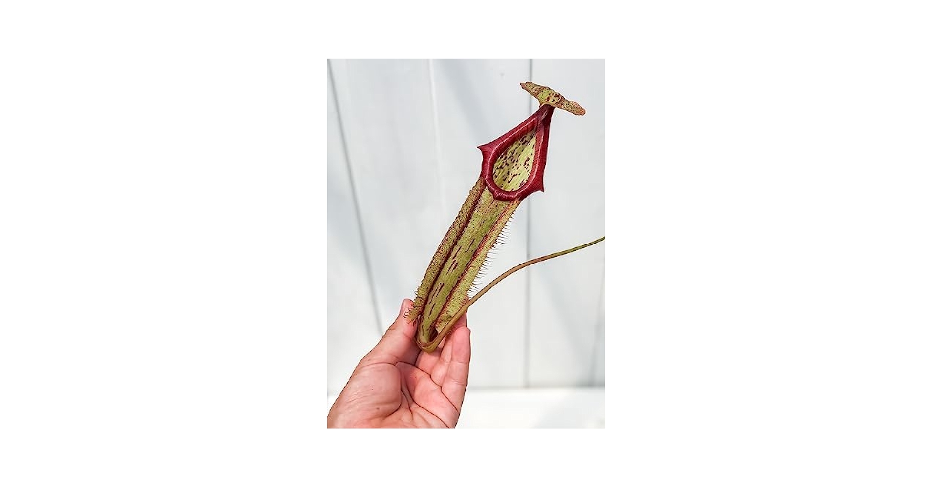 ゆうゆうネペンテス・ミランダ Nepenthes（ネペンテス/ウツボカズラ）の商品一覧 | Y's Exotics