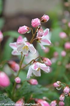 41jzZwS39IL._AC_UF350,