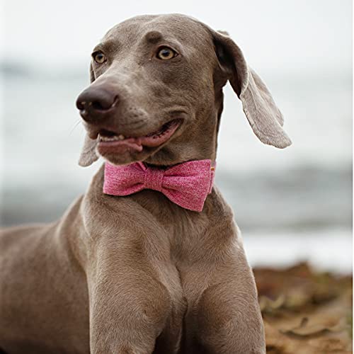 Image of DOGWONG Cotton Dog Collar with Bow Pink Pet Collar Durable Adjustable for Small Medium Large Dogs