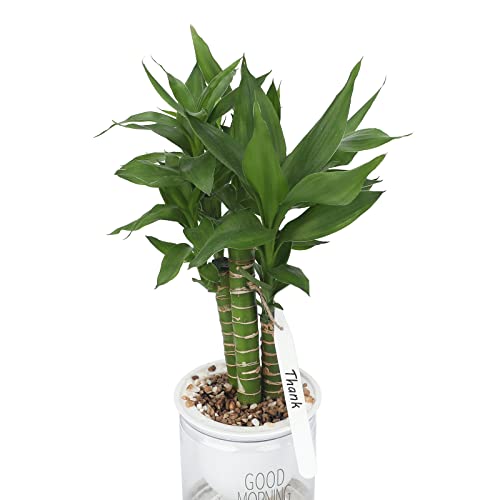 Kinglake TRTAZ11A 100 Pcs 4.7 Inch Thick Plastic Plant Garden Labels Nursery Garden Labels Stake Tags Plant Name Tags Waterproof Plant Tags Plant Identification Stakes Tags thumb #5