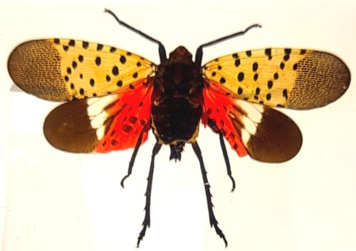 Image of 72mm Real Spotted Lanternfly Cicada w /Open Wings in Crystal Clear Lucite Resin Specimen Preserved Insect Taxidermy Crafts Collection for Biology Science Education & Desk Display Supplies