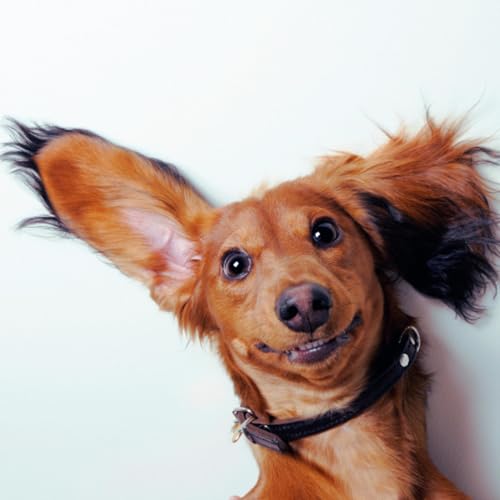 E28 - Surdité phonologique : entendez-vous vraiment le français ?