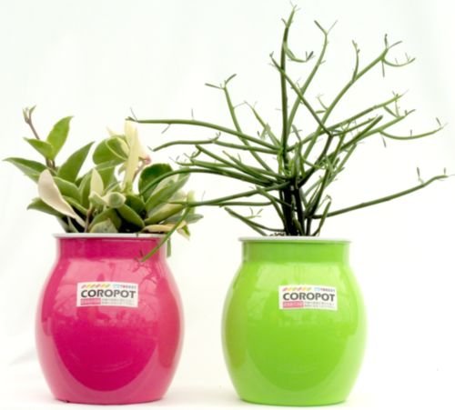 ʋlIJ[|bgmtCTNA~NubV2_Zbg