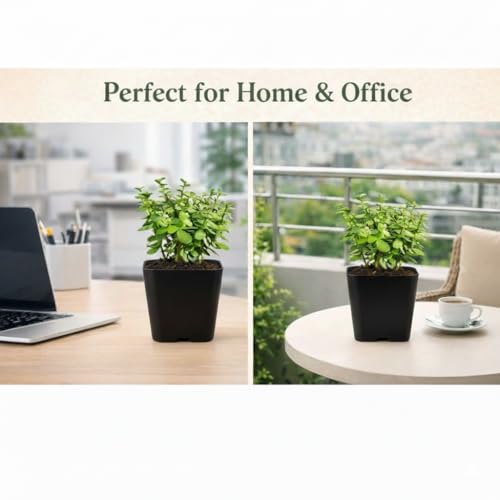Image of Live Jade Plant with Pot | Good Luck Feng Shui Money Succulent Plant | Low Maintenance Indoor Outdoor Air Purifying Plant for Home Living Room Office Desk Decor | Pack of 1
