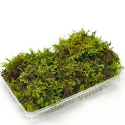 盆栽妙 忍苔パック しのぶごけ 苔 コケ 苔テラリウム テラリウム 苔リウム（Amazon）