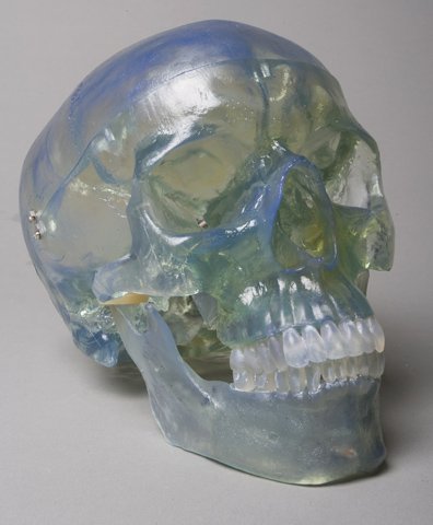 Skeletons And More Life-Size Clear Skull