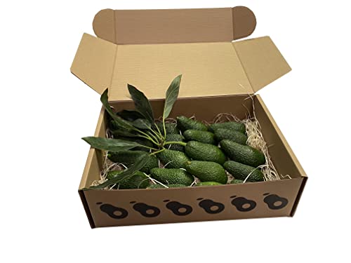Aguacate Hass, caja de 4 kg. Cosecha propia, sin tratamientos químicos en su producción. De 18 a 22 piezas (CAJA DE 4 KG)