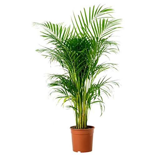 See full amazon price history chart for Areca Palm air Purifing Out Door Natural Live Plant Areca Palm air Purifing Out Door Natural Live Plant (B08FHWVN3T) Amazon Price History, Amazon Price Tracker