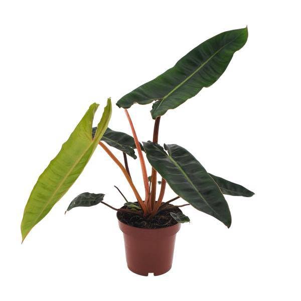 Philodendron Billietiae - Ø 12cm - 25cm