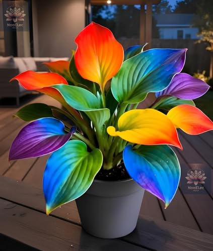 Image of Hosta Seeds For Planting (200 SEEDS) Low Maintenance - Grow Indoor /Outdoor Both - Grow Year Round (HYBRID RAINBOW)