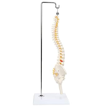 Miniature Spine Anatomy Model, 15.5 Mini Vertebral Column Model Details Vertebrae, Spinal Nerves, Lumbar & Pelvis