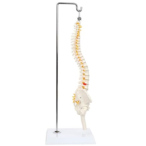 Miniature Spine Anatomy Model, 15.5 Mini Vertebral Column Model Details Vertebrae, Spinal Nerves, Lumbar & Pelvis