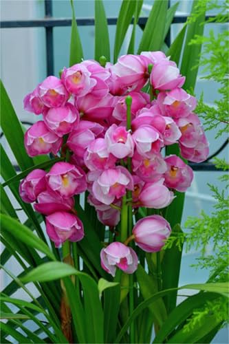Cymbidium-Bulbos De Phalaenopsis, VersáTil Para Todas Las Estaciones, Calas Bulbos, Cymbidium Orchidee, Bulbos De Orquidea, 8bulbos-I