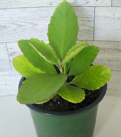 Fresh New 50pcs Bryophyllum Pinnatum Plant Seeds