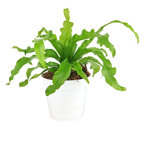 Bird's Nest Fern (4' Grower Pot) - Eye-catching, Easy to Grow, Easy to Care Houseplant - Live Healthy Houseplant for Home Office Decoration