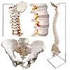 Modello di colonna vertebrale flessibile a grandezza naturale, 33 pollici (85 cm) con midollo spinale flessibile, vertebre, nervi, arterie, lombare, bacino e supporto