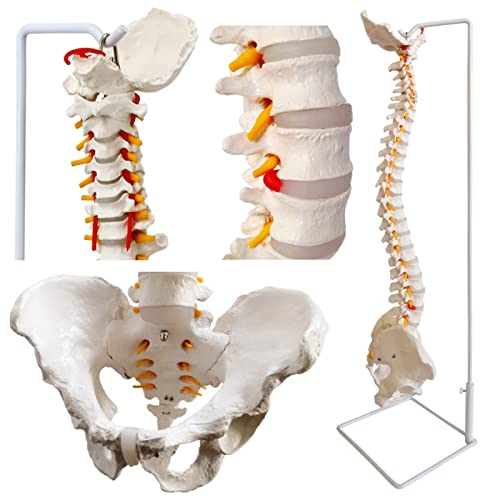 Flexibles Wirbelsäulenmodell in Lebensgröße, 33 Zoll(85cm) männliches anatomisches Wirbelsäulenmodell mit biegsamem Rückenmark, Wirbeln, Nerven, Arterien, Lendenwirbelsäule, Becken und Ständer