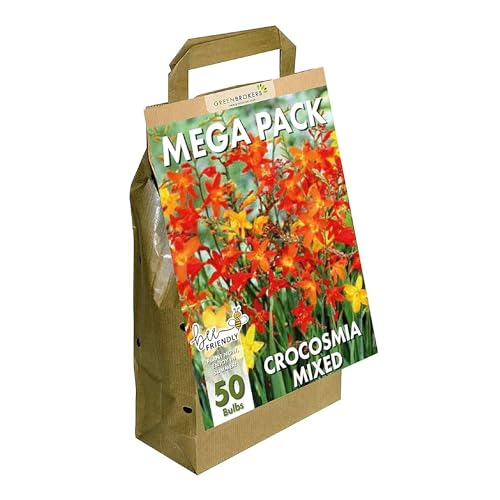 GreenBrokers Big Buy MEGA Pack Crocosmia Summer Flowering Bulbs Mixed Colours (50 Bulbs) Bee & Butterfly Friendly