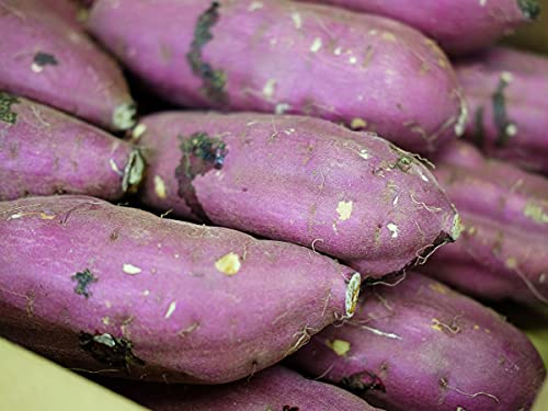 錧Y ܂ g͂邩 (}) A LTCY 5kg (12`13{) 