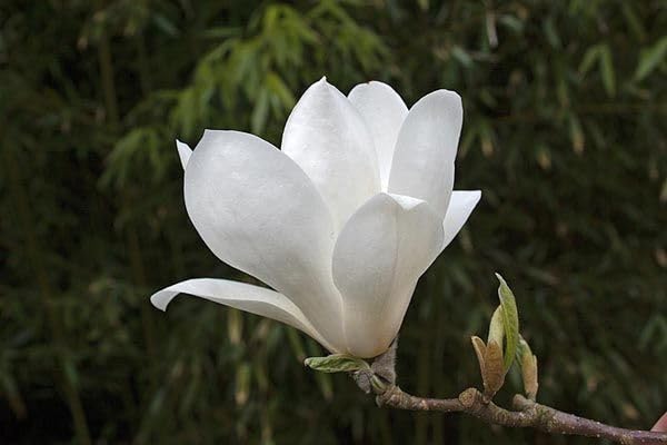 Image of White Swarna Champa - All-Time Blooming Hybrid Plant (Michelia Champaca) | Sonchapa, Hirwa Chafa, Sarna Chapa | Pack of 1 Live Plant inch