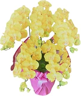 Amazon Co Jp ルネキャット