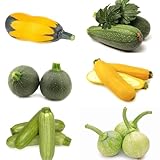 Zucchini Bio, Cucurbita pepo, wintergemüse kaufen garten alte gemüsesorten pflanzensamen seltene...