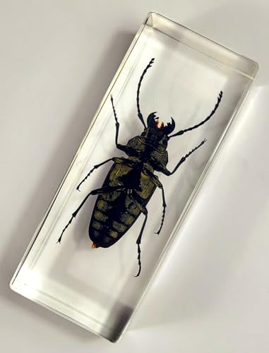 Image of 4.3 inch Real Trictenotomid Beetle in Crystal Clear Lucite Resin Specimen Preserved Large Trictenotoma Davidi Deyrolle Insect Paperweight Taxidermy Collection for Biology Science Education Display