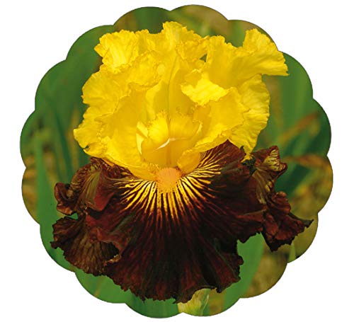 Stargazer Perennials Pirate Ahoy Bearded Iris Plant Potted - Bicolor Gold Black Cherry Flowers - Easy to Grow Perennial