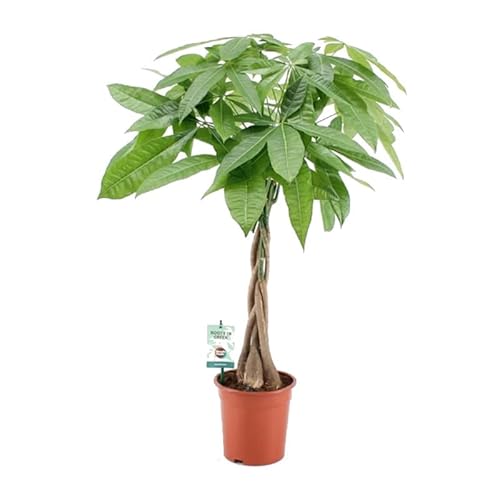 Pachira acuática Natural Planta de Interior Fácil de Mantener