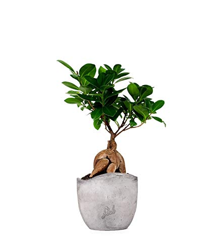 Il ficus ginseng è soprannominato 