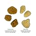 Constantia Pets Hermit Crab Real Sea Sponges - 5 Pack Unbleached, Provides Nutrients, Safer Drinking and Helps Maintain Habitat Tank Humidity