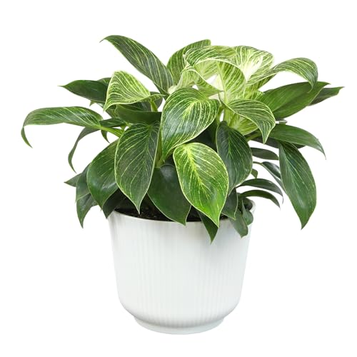 Altman Plants Variegated Philodendron Birkin in 6 Inch White Plastic Planter Easy Plant Gift & Desk Plant Real Air Purifying Plants Philodendron Plant Live Indoor Plants in Indoor Potting Soil Mix