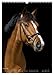 Horses in Portait (Wall Calendar 2026 DIN A3 High), CALVENDO Monthly Calendar: Unique Horse Characters Captured in Elegant Shots (CALVENDO Animals)