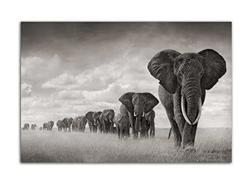 HOPNRU Savane africaine éléphant mur Art photo noir et blanc Animal affiche impression toile peinture moderne maison salon bureau décoration affiche...