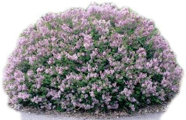 Lilac Dwarf Korean - Two Gallon Container