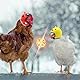 XYTAHDM 4 Stück Hühnerhelm Kopfbedeckung, Hühnerhelm Kunststoff Huhn Helm Haustier Helm Helm Für Huhn Haustierschutzhelm Entzückender Helm Für Huhn Ente Vogel