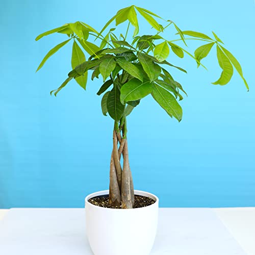 Image of Live Money Tree Houseplant in 6 inch Grower Pot, Air Purifying Pet Friendly Plant, Easy Care for Beginners, Pachira Aquatica, Bonsai & Feng Shui Houseplants by Plants for Pets