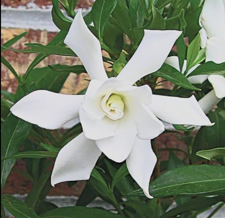 Gardenia ‘Frostproof’ Live Plants (3 Pack) – Cold Hardy Fragrant Evergreen Shrub – Large Double White Flowers – Easy Gardenia for Garden or Patio – 3 Inch Pots
