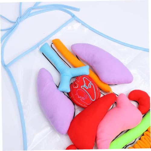 Modèle anatomique de tablier éducatif pour école et activités maison