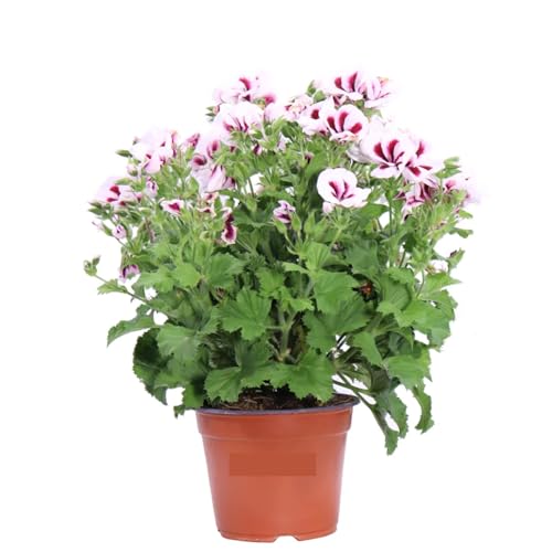 Geranio Imperiale Bianco e Rosso 1 Pezzo | Gerani Imperatore Bianco e Rosso | Fioritura Continua da Maggio a Ottobre | Facili da Coltivare | Giardinaggio, Balconi, Terrazzo e Giardino | 1 Pianta