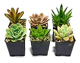 Live 2-Inch Succulent Plants Variety Pack - Set of Tiny and Vibrant Mini Succulents - Perfect for Home Decor, Terrariums, and Gifts - Easy-to-Care-for Living Houseplants