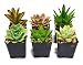 Succulent Plants in Planters with Soil - Living Succulents in 2 Inch Plastic Pots Variety Packages for Cactus and Succulent Decor, Gifts, Showers and Wedding Decorations by Fat Plants San Diego