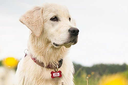 Dynotag® Web Enabled Super Pet Id Smart Tag With Dynoiq™ & Lifetime Recovery Service. Play Series: Bone (Home Is Where My Dog Is) #TOP5