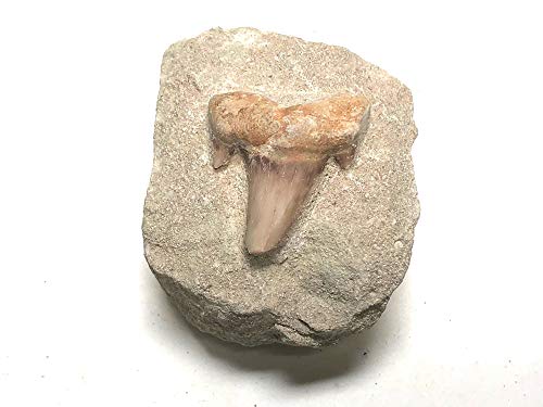 Image of Shark Tooth in Stone Fossil Prehistoric Specimen