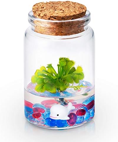 Bloomify Sundew Terrarium - 100% Self Sustaining Drosera spatulata in Maintenance Free Glass Jar with Unique Terra Gel, Fast and Healthy Plant Growth for Kids and Adults