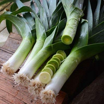 100 semi organici di Megaton Porro convenzionale e organica