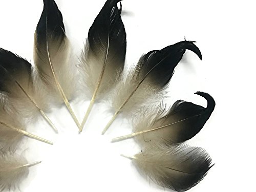 Moonlight Feather | 10 Pieces - Natural Mallard Drake Black Curly Tail Feathers Craft Fly Tying Supplier #TOP1