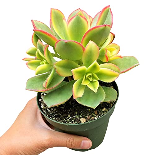 Aeonium Kiwi 4 Inch | Premium Colorful Collection Of Live Aeonium Succulent Plants | Healthy Rosettes Succulents Fully Rooted In 2/4/6 Inch Sizes | Mother's Day Gift Rare Varieties #TOP1