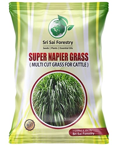 SRI SAI FORESTRY Super Napier & Red Napier Grass (1000 Seeds Each) | High Yield Multi Cut Fodder Grass for Cattle, Goat, Buffalo, Sheep | Nutritious Green Fodder Seeds for Dairy Farming & Livestock